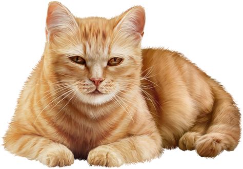 Download Pin By Lidia On Tabby Cat Full Size Png Image Pngkit