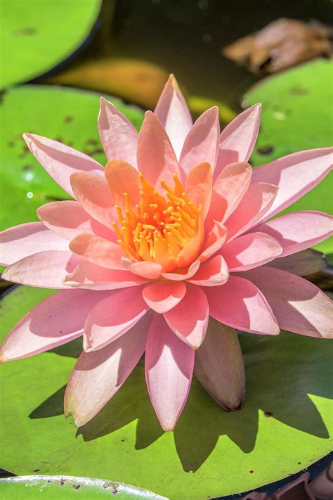 Close Up Of Pink Flower On Lily Pad Photograph By Lisa S Engelbrecht