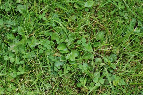 Common Weed Series All About Clover Weeds Houseman Services