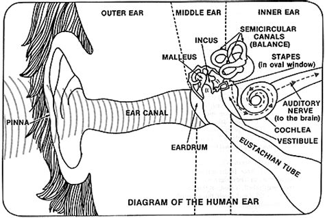 Ear Diagram Brain Diagram Fun Science Ap Psych