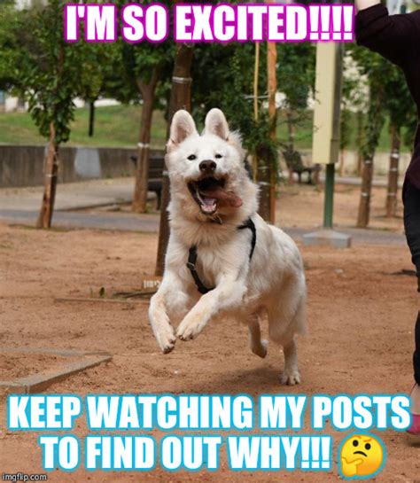 Image Tagged In Overly Excited Dog Imgflip