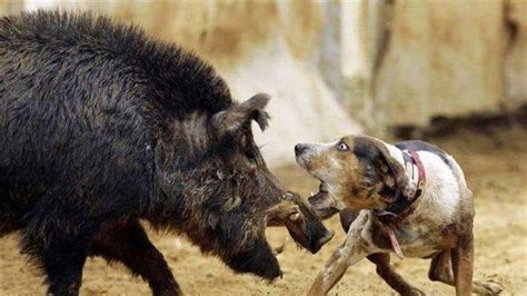 Petition · Outlaw Hog Vs Dog Huntingfighting In The Wild United