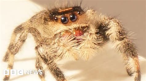How A Spider Jumps On Its Prey Science Has The Answer Bbc News