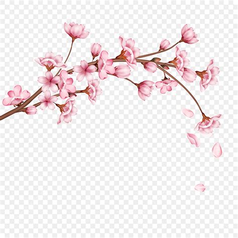Pink Cherry Blossoms Png Image A Hand Painted Realistic Texture Pink