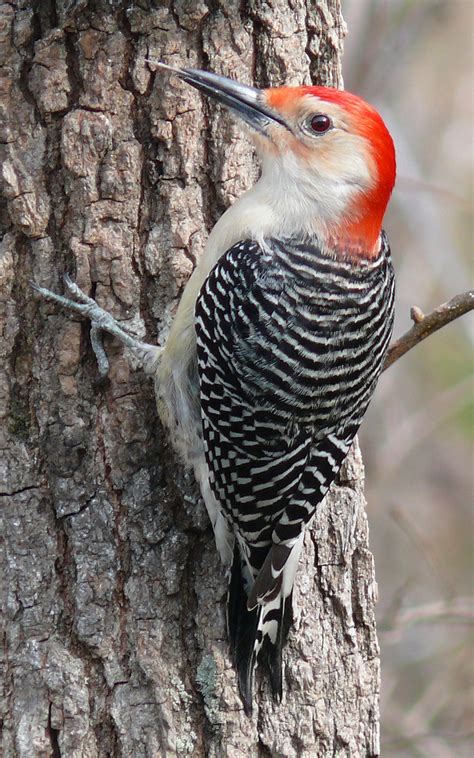 The colour obtained by subtracting green and blue from white. Red-bellied woodpecker - Wikipedia