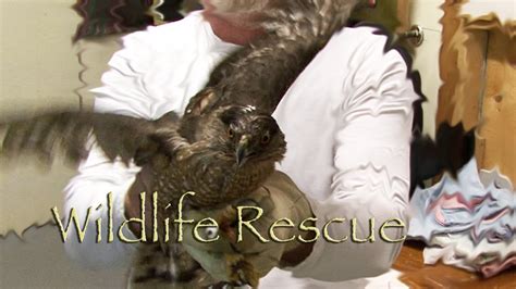 Injured Hawk Rescue - Wildlife Rescue in the Comox Valley on Vancouver ...