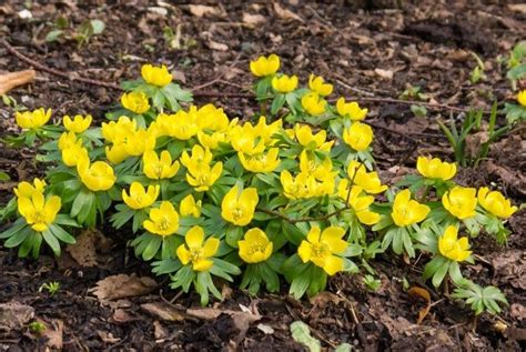 The Most Beautiful Perennial Yellow Flowers To Add Color To Your Garden