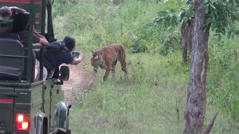 Tiger Chase Bison Indian Gaur At Bandipur National Park Youtube