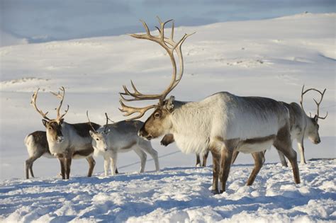Eight Engaging Reindeer Facts