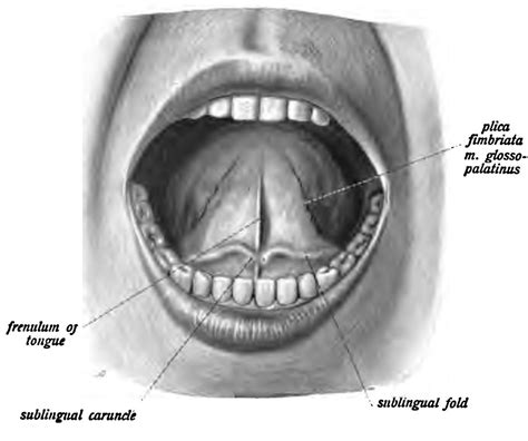 Sublingual Caruncle News Dentagama