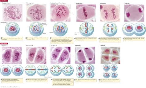 Meiosis Vs Mitosis Cells