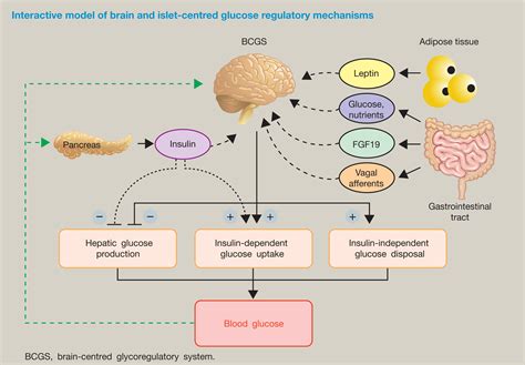Hormonal Control Of Metabolism Regulation Of Plasma Glucose Anaesthesia Intensive Care Medicine