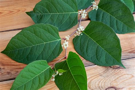 What is japanese knotweed used for? Japanese Knotweed: How Does it Affect your Property?