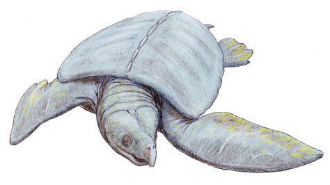 Archelon Largest Sea Turtle Youtube