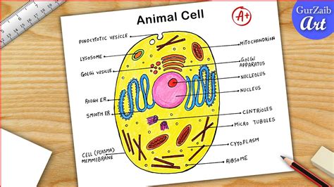 Animal Cell Diagram Drawing Cbse Easy Way Labeled Science Project
