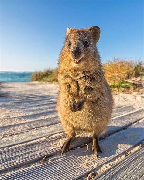 Quokka Australian Mammals Pets Lovers