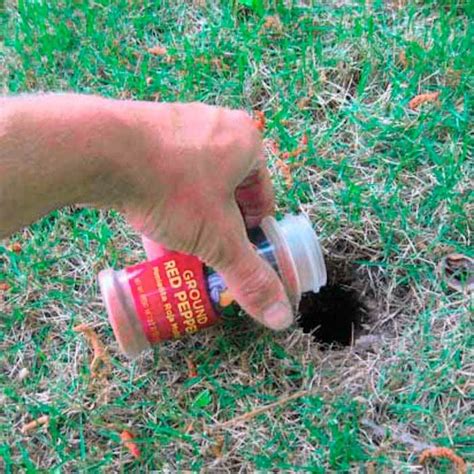 Just dig it into the ground and use it to lever your daisies out of the soil. A chipmunk hole gets a decent sprinkling of red pepper ...