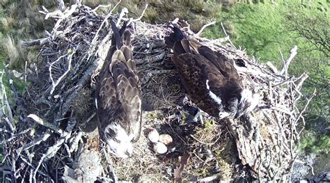 Hat Trick For Bassenthwaite Osprey Pair With Three Eggs Confirmed