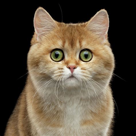 Close Up Portrait Of Golden British Cat With Green Eyes Photograph By