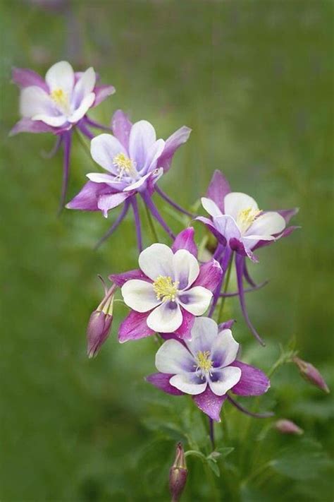 Keep the soil slightly moist during the summer and be sure to leave the pot outdoors in fall. Pin on flowers