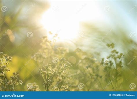 Blurred Image Of Sunny Meadow Stock Photo Image Of Background Shiny