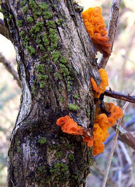 Orange Jelly Fungus Dacrymyces Palmatus Stuffed Mushrooms Fungi
