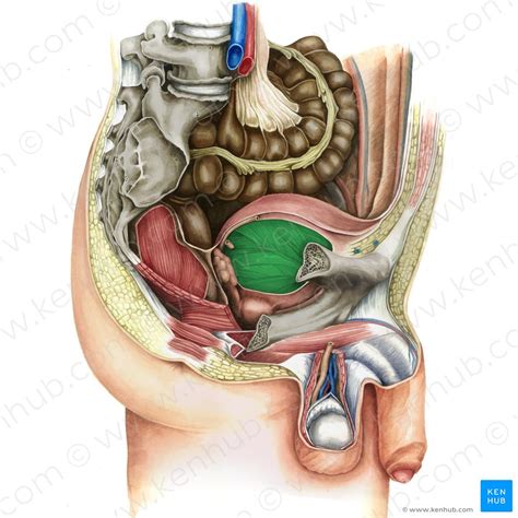 Sistem urinaria adalah sistem organ yang berfungsi untuk menyaring dan membuang zat limbah sistem urinaria atau saluran kemih terdiri dari ginjal, kandung kemih, ureter, dan juga uretra (saluran. Epididymis: Anatomy and histology | Kenhub