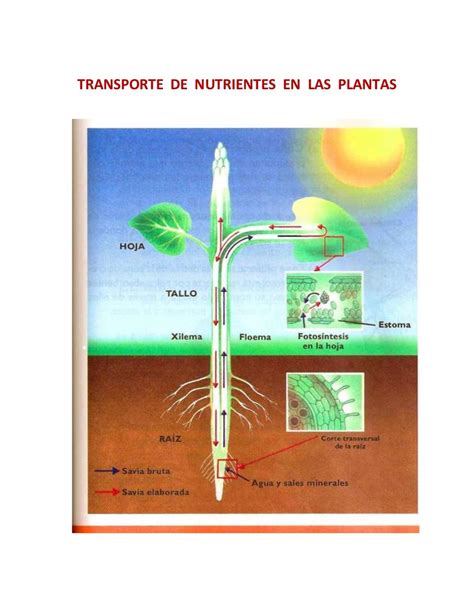 PARTES DE LA PLANTA TRANSPORTE DE AGUA Y NUTRIENTES EN LAS PLANTAS