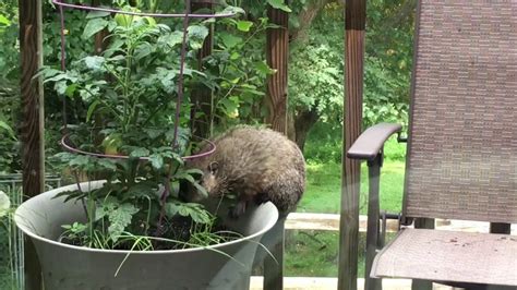 Groundhogs, also known as woodchucks, can cause major. Groundhog Eating My Vegetable Garden - Garden Ftempo