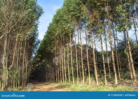 Forest Of Eucalyptus Stock Photo Image Of Farm Branch 112826538