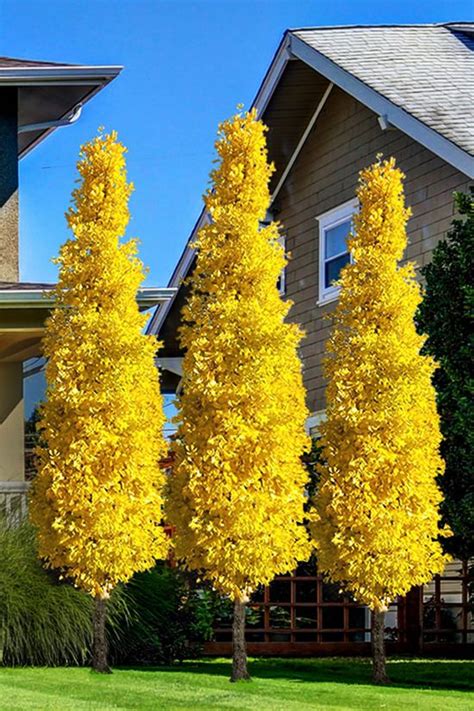 Columnar Ginkgo Tree In 2020 Ginkgo Tree Trees To Plant Columnar Trees