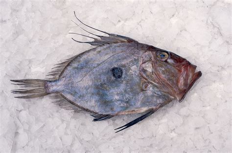 All About The John Dory Fish