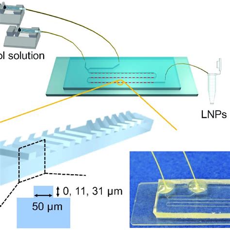 Summary Of The LNP Formation Process In The Microfluidic Device LNP Download Scientific