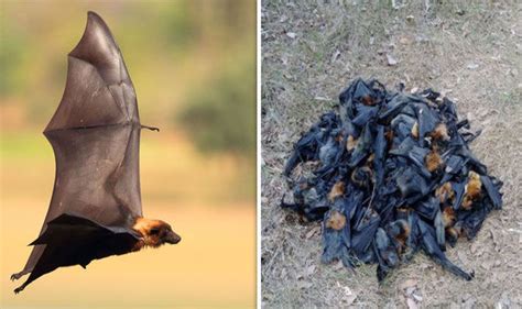 Australia Heatwave Seeing Bats Boil Flying Foxes Fall From Sky
