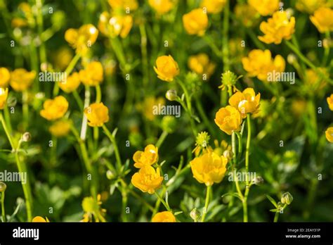Yellow Buttercup Flowers In Spring Stock Photo Alamy