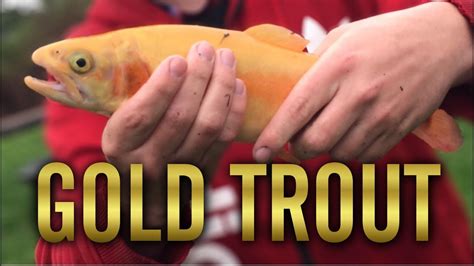 Check spelling or type a new query. Fishing for Golden Rainbow Trout in a Flash Flood Storm ...
