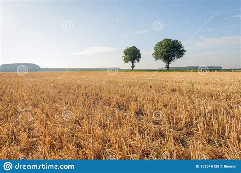 Two Trees And A Stubble Field Stock Photo Image Of Plain Blue 152546120