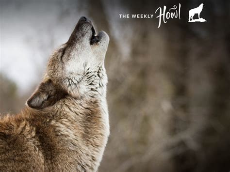 A wolf's trotting speed is around 5 miles per hour. How fast can wolves run? - mccnsulting.web.fc2.com