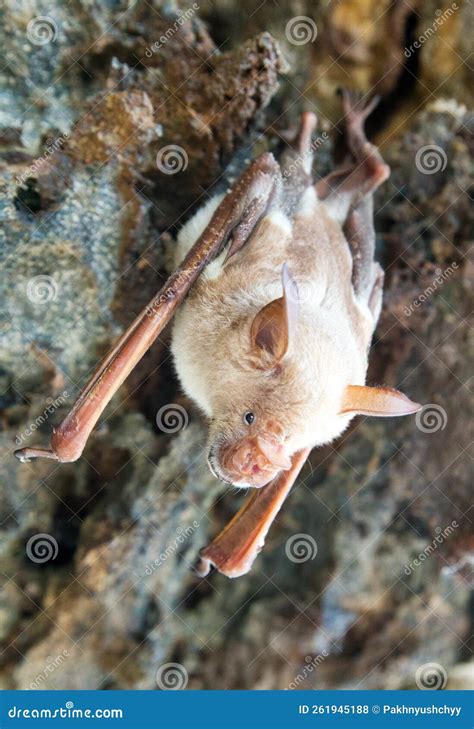Vampire Bat Are Sleeping In The Cave Hanging Stock Photo Image Of