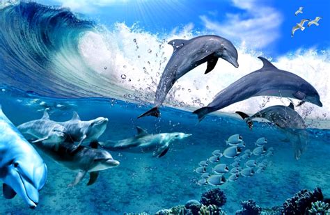 3d Dolphin Hd Live 1164x760 Download Hd Wallpaper Wallpapertip