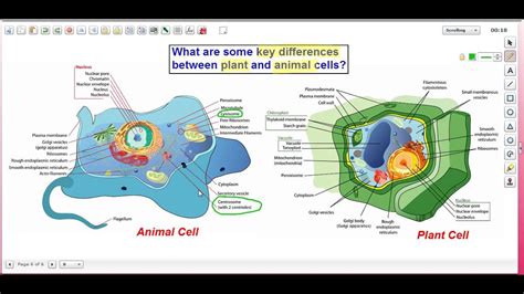 Plant cells have a cell wall, but animals cells do not. Differences Between Plant and Animal Cells: Test Boost Inc ...