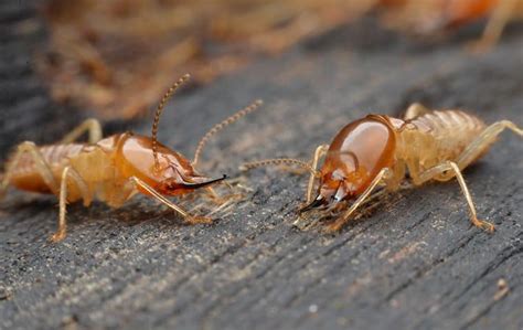 Pest control is part of your responsibility as a homeowner — just like cutting the grass or repairing a leaky faucet. Blog - Did You Know That Homeowners Insurance In North Augusta Will Not Cover Termite Damage?