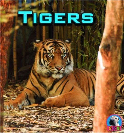 Tiger Life Cycle Stages Cary Foret
