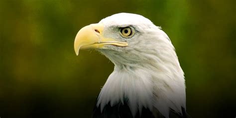 American eagle credit card application. National Eagle Repository