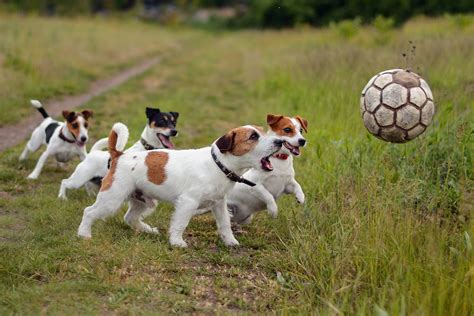 Dogs Puppies Ball Wallpaper Hd Animals 4k Wallpapers Images And