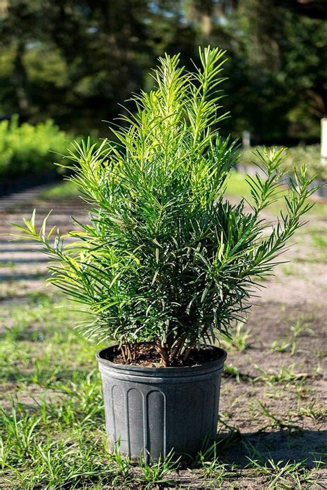 All You Need To Know About The Podocarpus — Coastal Shores Landscape