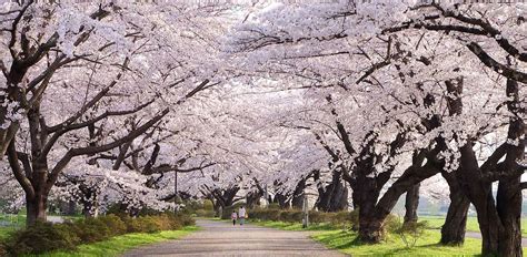 Spring In Tohoku The Ultimate Cherry Blossoms Path Luxury Japan