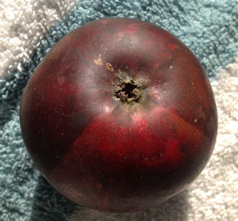 A member of the rose family (rosaceae), the exact parentage of the arkansas black apple is unknown, but it is. Arkansas Black Apple - General Fruit Growing - Growing Fruit