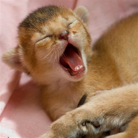 This Is How I Feel Right Now Yawning Animals Cat Yawning Cute Animals