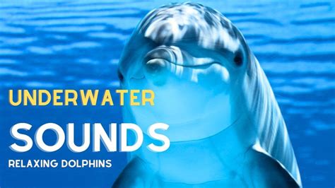 🟣 Dolphin Underwater Sounds With Relaxing Music Youtube